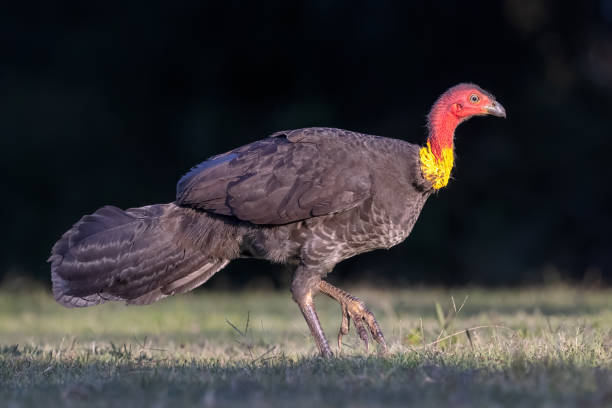 istock Australian Brush-turkey, Australia 1481269525
