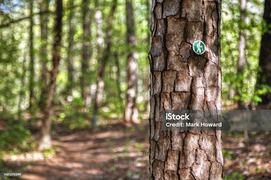 Nature Trail Marker A green trail marker is on the bark of a tree with a shady forest trail is blurred in the background. Defocused Stock Photo