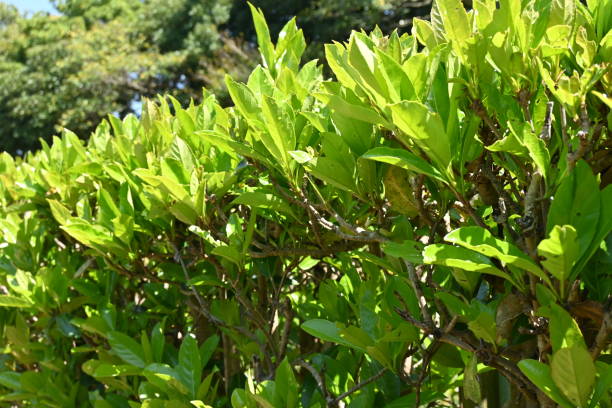 istock The sweet viburnum tree hedges. 1481271187