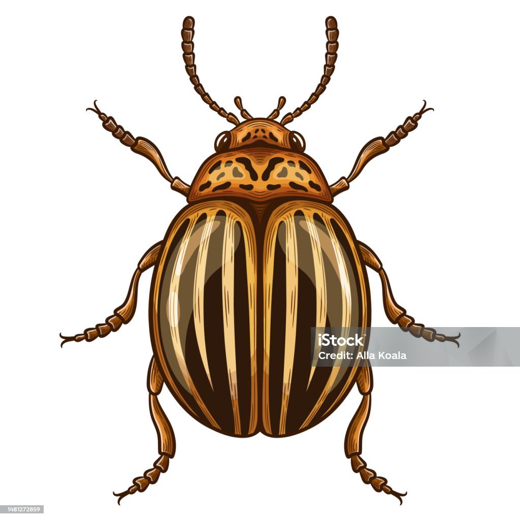 Striped colorado potato beetle, Leptinotarsa decemlineata insect. Garden farm plant pest control. Harmful yellow bug. Flying parasite animal damage agriculture potatoes leaves. Vintage vector drawing Striped colorado potato beetle, Leptinotarsa decemlineata insect. Garden farm plants pest control. Harmful spotted yellow bug. Flying parasite animal with wings damage agriculture potatoes leaves. Protection vegetable harvest with insecticide. Vintage color sketch vector drawing Crop - Plant stock vector