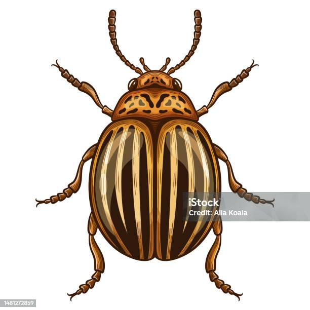Striped Colorado Potato Beetle Leptinotarsa Decemlineata Insect Garden Farm Plant Pest Control Harmful Yellow Bug Flying Parasite Animal Damage Agriculture Potatoes Leaves Vintage Vector Drawing Stock Illustration - Download Image Now