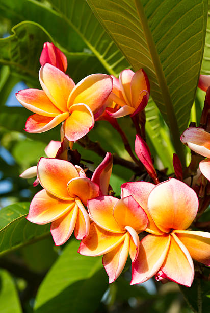 istock Beautiful  orange flower 148127391