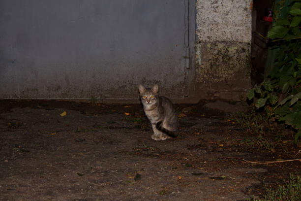 A little gray cat sits next to the garage.