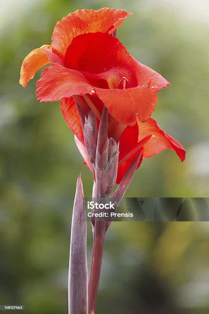 Canna flower Canna flower - bud and bulbs Application Form Stock Photo