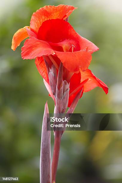 Canna Flower Stock Photo - Download Image Now - Application Form, Beauty In Nature, Bud