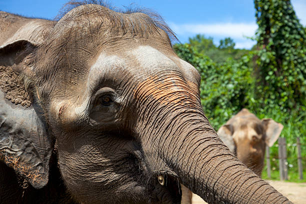 istock Bornean Pygmy Elephant family, Sabah, Borneo, Malaysia 148127513