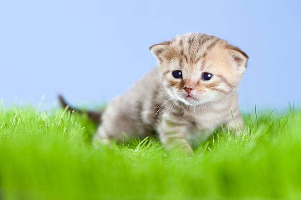 istock little tabby kitten Scottish on green grass 148127587