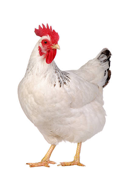 치킨 흰색 바탕에 그림자와. - chicken bird close up domestic animals 뉴스 사진 이미지