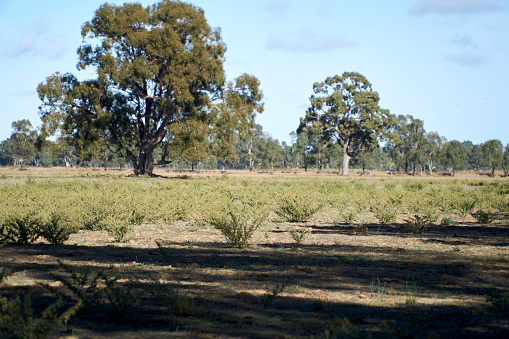 Xanthium spinosum or Bathurst Burr is a noxious highly invasive introduced weed. This paddock is overgrown with the plant