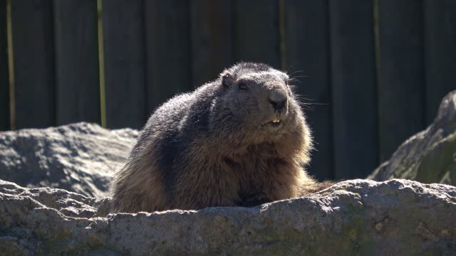 Wild marmot shows its teeth, mountain marmot