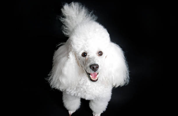 The Poodle, called the Pudel in German and the Caniche in French, is a breed of water dog. The breed is divided into four varieties based on size, the Standard Poodle, Medium Poodle, Miniature Poodle and Toy Poodle, although the Medium Poodle is not universally recognised.