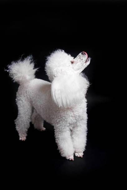 istock Studio shot of a white mini poodle on black background 1481277632