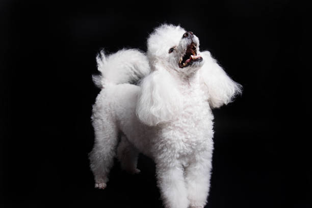istock Studio shot of a white mini poodle on black background 1481277633
