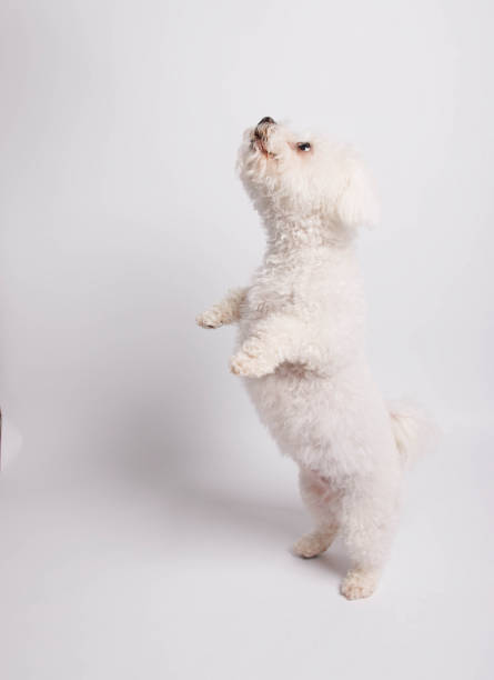 istock White Maltese dog on white background in studio 1481277644