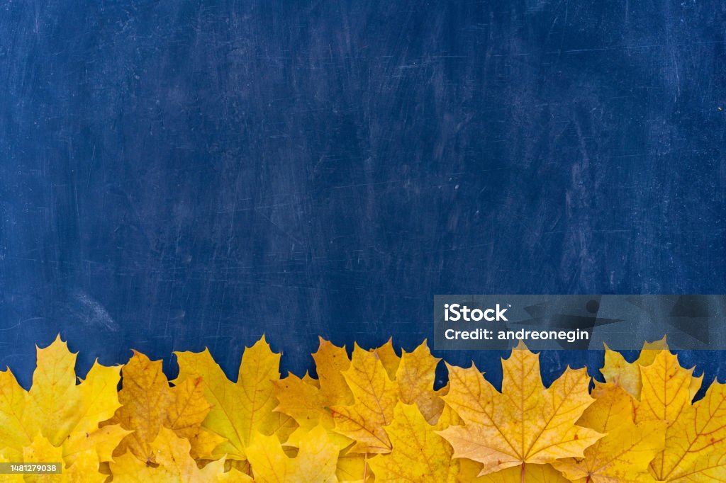 Autumn leaves frame on blue background top view Fall Border yellow and Orange Leaves vintage structure table Copy space for text. Autumn leaves frame on down side blue Chalkboard background top view Fall Border yellow maple Leaves vintage background table Mock up for your design. Display for product or text, Back to school. Autumn Stock Photo