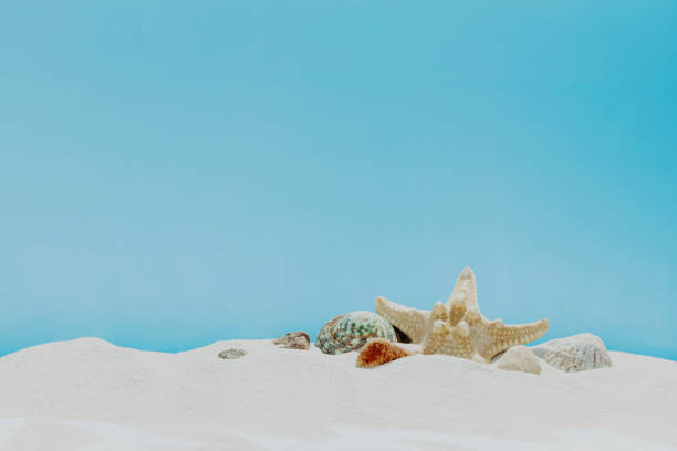 istock Vacation, beach or travel concept. Composition of different shells on the sand 1481279048