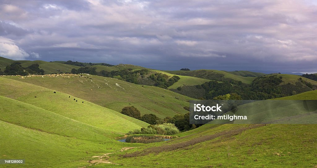 Pastoral hillside with cattle in spring Pastoral California hillside in spring sunshine with cattle Central California Stock Photo