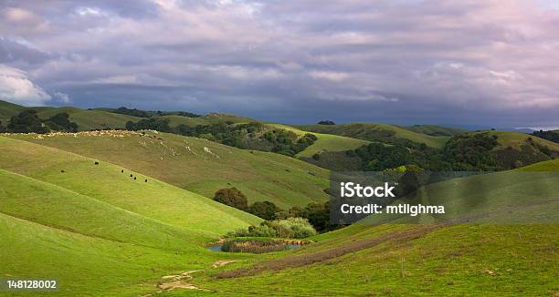 Pastoral Hillside With Cattle In Spring Stock Photo - Download Image Now - Central California, Foothills, Agricultural Field