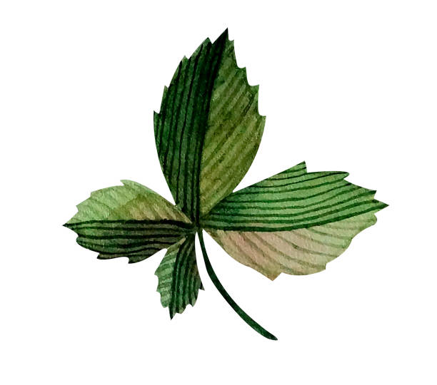 Green chestnut leaf. Leaf plant botanical garden floral foliage illustration Green chestnut leaf. Leaf plant botanical garden floral foliage illustration. Hand drawn chestnut isolated single object autumn stock illustrations