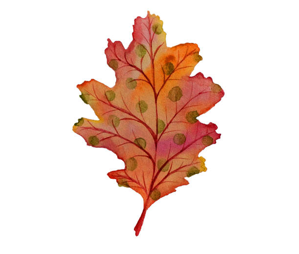istock Watercolor red and orange oak leaf. Autumn forest mood handdrawn illustration 1481280530