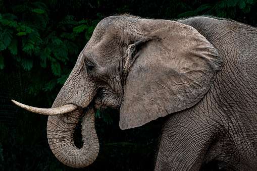 African elephant (Loxodonta africana) bull walking on savanna, looking at camera, Amboseli national park, Kenya.