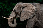 Portrait of old elephant among trees