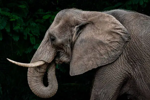 Portrait of a large old elephant in front of trees on a rainy day.