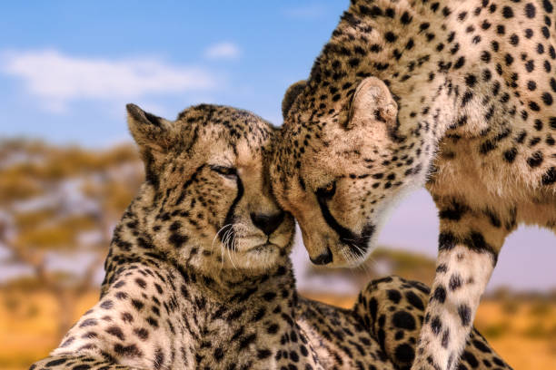 Cheetah couple in love stock photo
