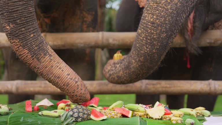 Elephants in sanctuary in Thailand eating fruits