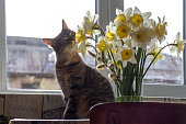 Cat is sitting and sniffing flowers in vase.