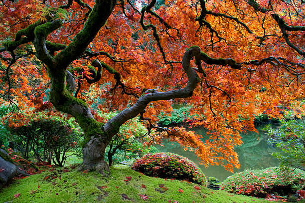 ácer-vermelho, jardim japonês - japanese culture landscape landscaped ornamental garden imagens e fotografias de stock