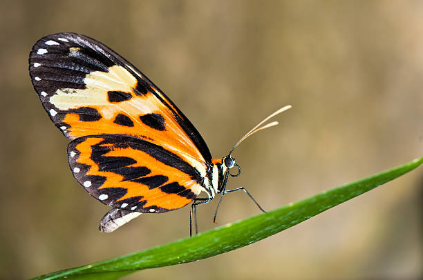 tropischen schmetterling auf blatt - vestigial wing stock-fotos und bilder