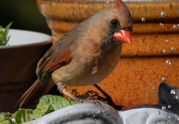 istock A Northern Cardinal on the birdbath 1481282789