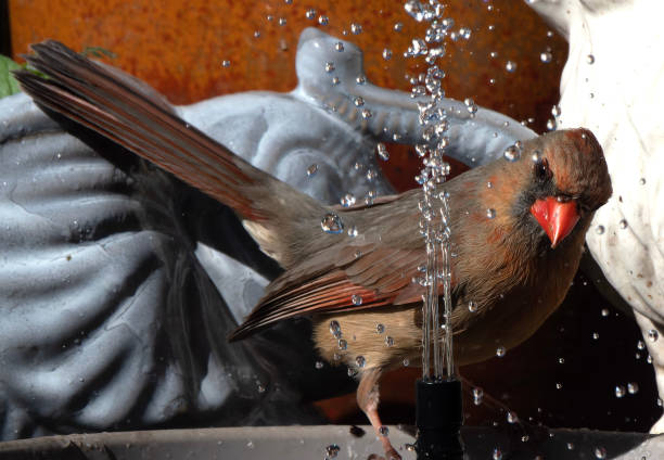 istock A Northern Cardinal on the birdbath 1481282796