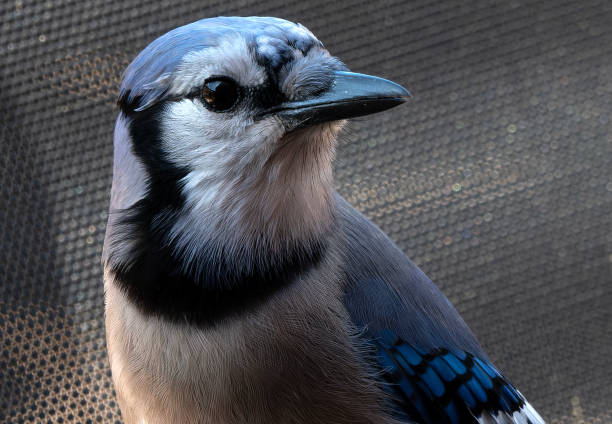 A closeup Portrait of a Bluejay