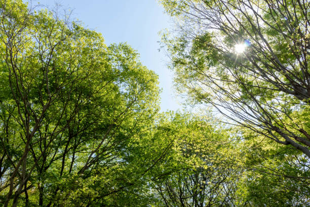 istock Sunny blue sky and fresh green leaves 1481283938