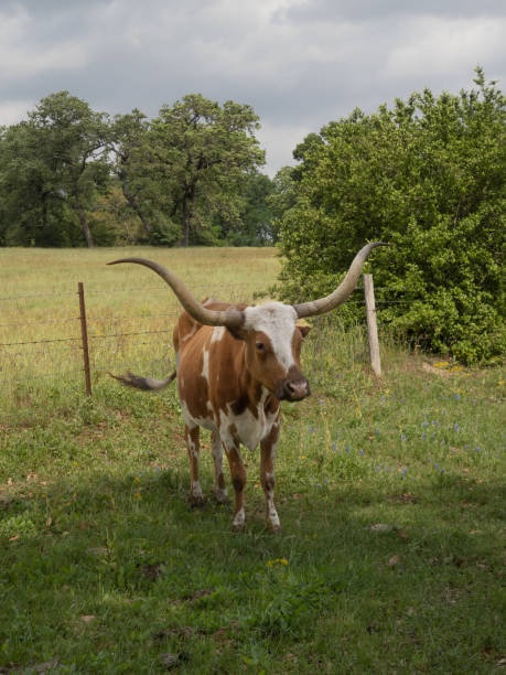 istock Small Texas Longhorn Cow Standing in a Green Pasture 1481284847