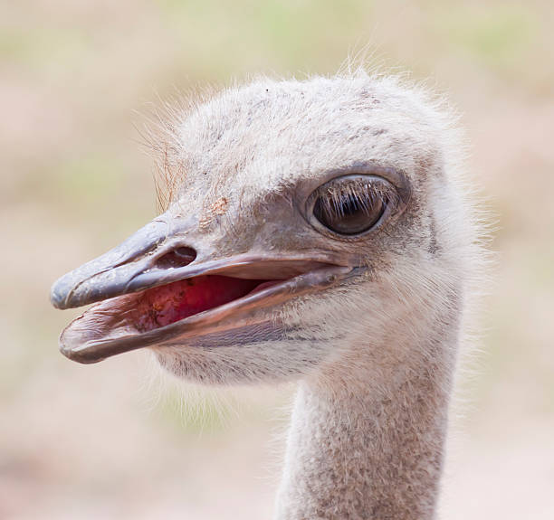 istock Ostrich at the zoo in thailand. 148128492