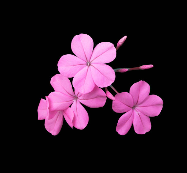 istock Pink plumbago or Cape leadwort flowers 1481285501