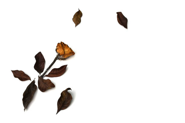 istock Dead rose flower and leaves isolated on white background. 1481285530