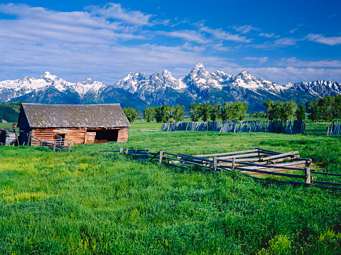 Morning Light On Rustic Log Barn In The Grand Teton National Park in Jackson, WY