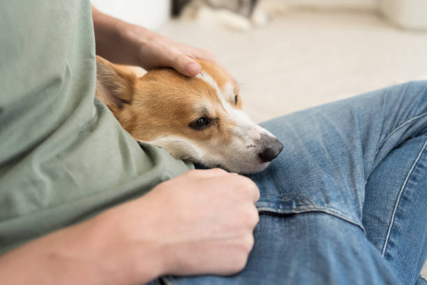 istock Top view of man sitting playing with pet dog 1481290005