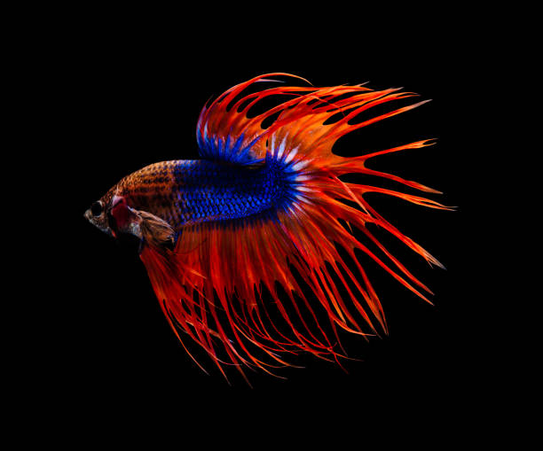 Crowntail Thailand Blue white red Betta Splendens (Siamese fighting fish) Red and blue Crowntail Betta Splendens fish (Siamese fighting fish) on black background betta crowntail stock pictures, royalty-free photos & images