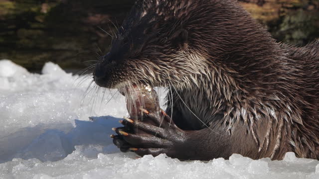 Eurasian otter (Lutra lutra) in slow motion close