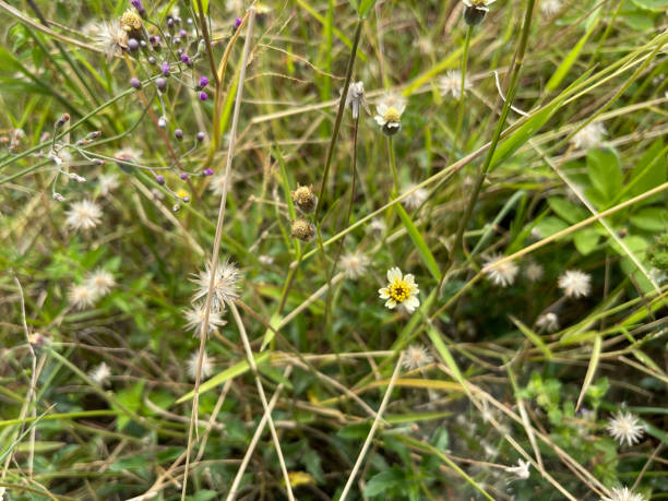 istock grassy flowers in the meadow 1481290761