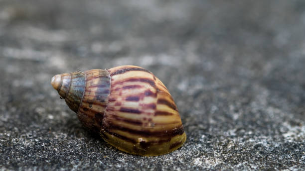 istock Snail on the cement floor. 1481292657