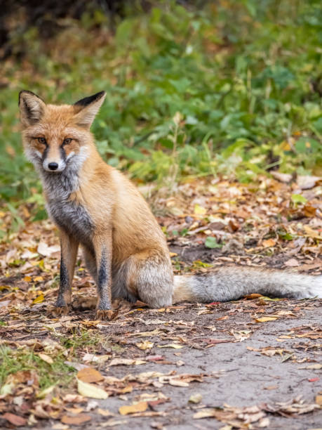 istock Close up of a red fox Vulpes vulpes, sitting on a path in the forest. 1481292817