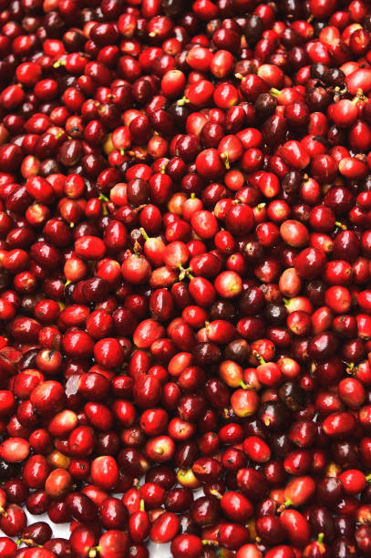 istock close up of fresh coffee beans 1481294049