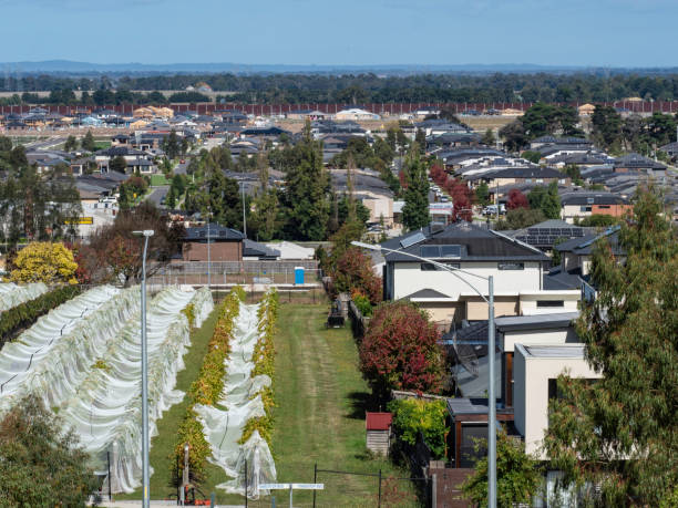 istock Suburban houses and vine yard 1481295328