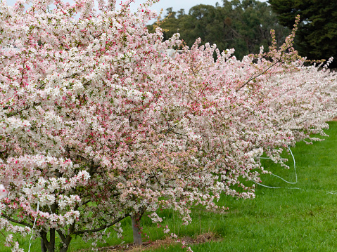 Trees with spring blossom